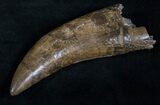 Giant Daspletosaurus (Tyrannosaur) Tooth #13869-2